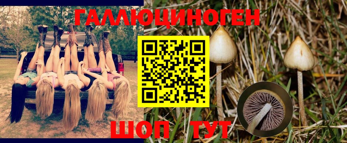 Псилоцибиновые грибы мицелий Абинск